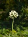 White onion flower head Royalty Free Stock Photo