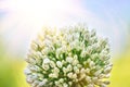 White onion flowers close