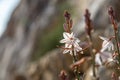 White onion flowers detail