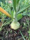 Onion growing Royalty Free Stock Photo