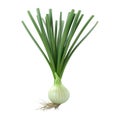 White Onion Plant on Transparent Background - Ai Generated Royalty Free Stock Photo
