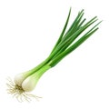 White Onion Plant on Transparent Background - Ai Generated Royalty Free Stock Photo