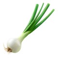 White Onion Plant on Transparent Background - Ai Generated Royalty Free Stock Photo