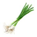 White Onion Plant on Transparent Background - Ai Generated Royalty Free Stock Photo