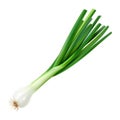 White Onion Plant on Transparent Background - Ai Generated Royalty Free Stock Photo