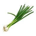 White Onion Plant on Transparent Background - Ai Generated Royalty Free Stock Photo