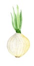 White onion. Watercolor illustration isolated on white