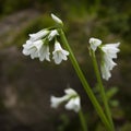 White onion weed flowers