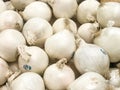 White Onions for Sale at a Local Grocery Store