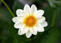 white open-centred dahlia flower in summer cottage garden