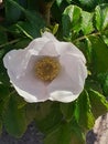 White open flower