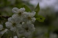 white open flowers