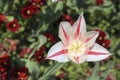 White open tulip with red streaks Royalty Free Stock Photo