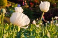 White opium flower