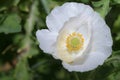 White opium on green background.