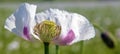 white opium poppy flower, in latin papaver somniferum Royalty Free Stock Photo