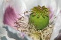 white opium poppy flower, in latin papaver somniferum Royalty Free Stock Photo