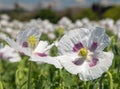 white opium poppy flower, in latin papaver somniferum Royalty Free Stock Photo