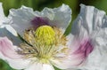 white opium poppy flower, in latin papaver somniferum Royalty Free Stock Photo