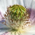 white opium poppy flower, in latin papaver somniferum Royalty Free Stock Photo