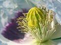 white opium poppy flower, in latin papaver somniferum Royalty Free Stock Photo