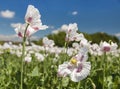 white opium poppy flower, in latin papaver somniferum Royalty Free Stock Photo