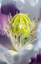 white opium poppy flower, in latin papaver somniferum Royalty Free Stock Photo