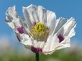 white opium poppy flower, in latin papaver somniferum Royalty Free Stock Photo