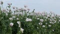 White Opium Poppy flowers, latin name Papaver Somniferum, on poppy field during spring season. Some green poppy heads are also vis Royalty Free Stock Photo