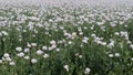 White Opium Poppy flowers, latin name Papaver Somniferum, on poppy field during spring season.