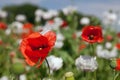 White opium poppy papaver somniferum weeded red poppies