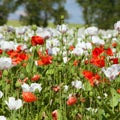 White opium poppy papaver somniferum weeded red poppies