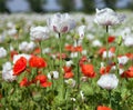 White opium poppy papaver somniferum weeded red poppies
