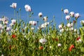 White opium poppy papaver somniferum weeded red poppies