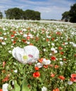 White opium poppy papaver somniferum weeded red poppies