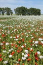 White opium poppy papaver somniferum weeded red poppies