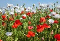 White opium poppy papaver somniferum weeded red poppies