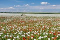 White opium poppy papaver somniferum weeded red poppies