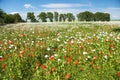 White opium poppy papaver somniferum weeded red poppies