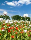 White opium poppy papaver somniferum weeded red poppies