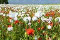 White opium poppy papaver somniferum weeded red poppies