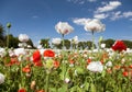 White opium poppy papaver somniferum weeded red poppies