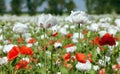 White opium poppy papaver somniferum weeded red poppies