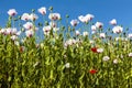 White opium poppy papaver somniferum weeded red poppies