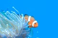 White and orange anemone, clownfish, coral reef