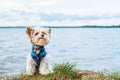 A beaver Yorkshire Terrier dog puppy sitting in the grass against the background of the sea and looking away Royalty Free Stock Photo