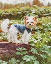 A beaver Yorkshire Terrier dog walking on a log in the woods