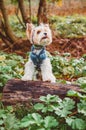 A white orange beaver Yorkshire Terrier dog dressed in a knitted sweater walks through the woods and does exercises on a tree log.