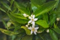 White orange blossoms are nestled among dark green, glossy leaves