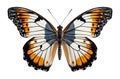 White orange butterfly with spread wings cut out on a white background. Generative AI illustration Royalty Free Stock Photo